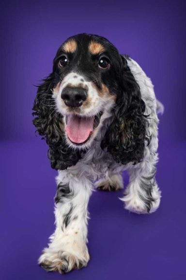 Pet Studio Photography Wiltshire
