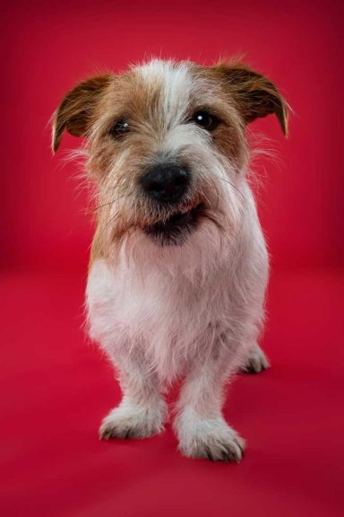 Pet Studio Photography Wiltshire