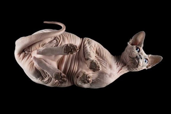 Studio Pet Photography Wiltshire