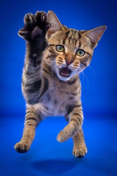 Pet Studio Photography Wiltshire