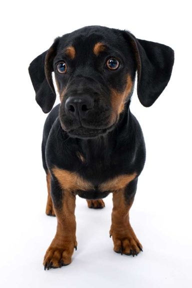 Pet Studio Photography Wiltshire