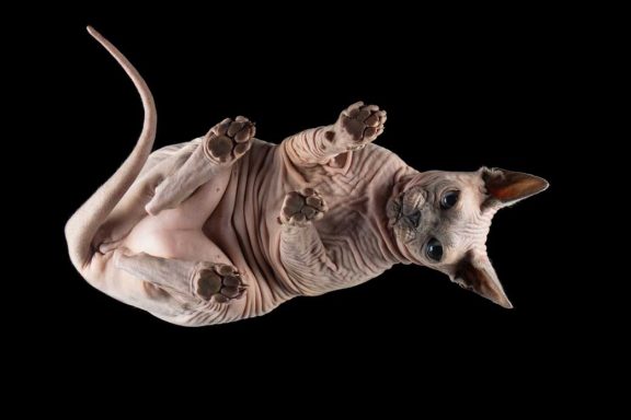 Studio Pet Photography Wiltshire