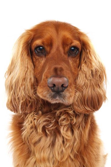 Pet Studio Photography Wiltshire