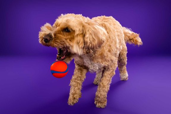 Pet Studio Photography Wiltshire