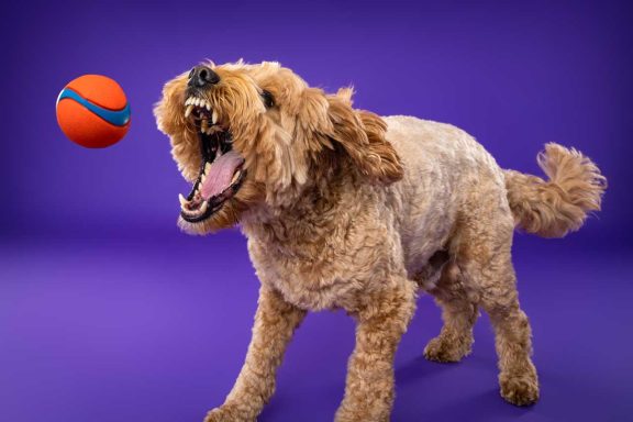 Pet Studio Photography Wiltshire