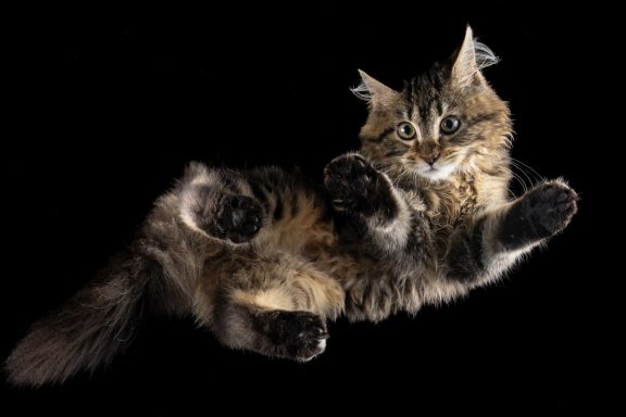 Studio Pet Photography Wiltshire