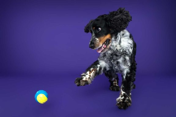 Pet Studio Photography Wiltshire