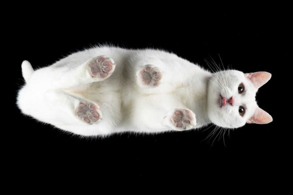 Studio Pet Photography Wiltshire