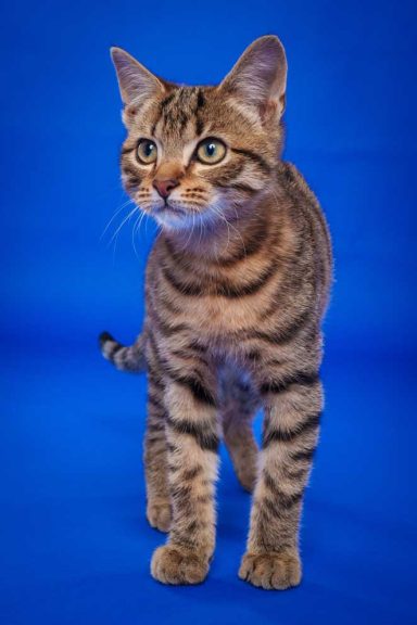 Pet Studio Photography Wiltshire