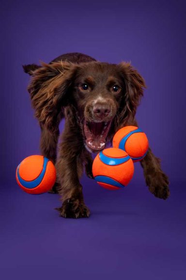 Pet Studio Photography Wiltshire