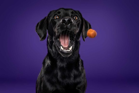Pet Studio Photography Wiltshire