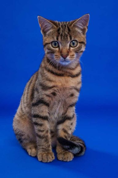 Pet Studio Photography Wiltshire