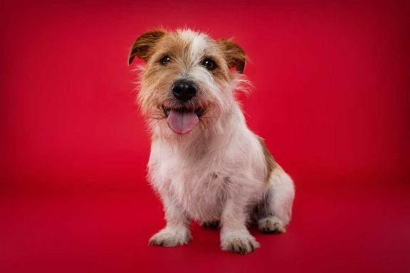 Pet Studio Photography Wiltshire