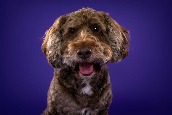 Pet Studio Photography Wiltshire