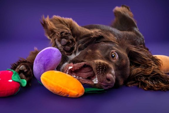 Pet Studio Photography Wiltshire