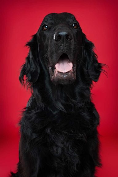 Pet Studio Photography Wiltshire