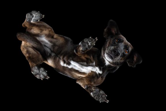 Salisbury Pet Photographer