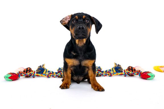 Pet Studio Photography Wiltshire