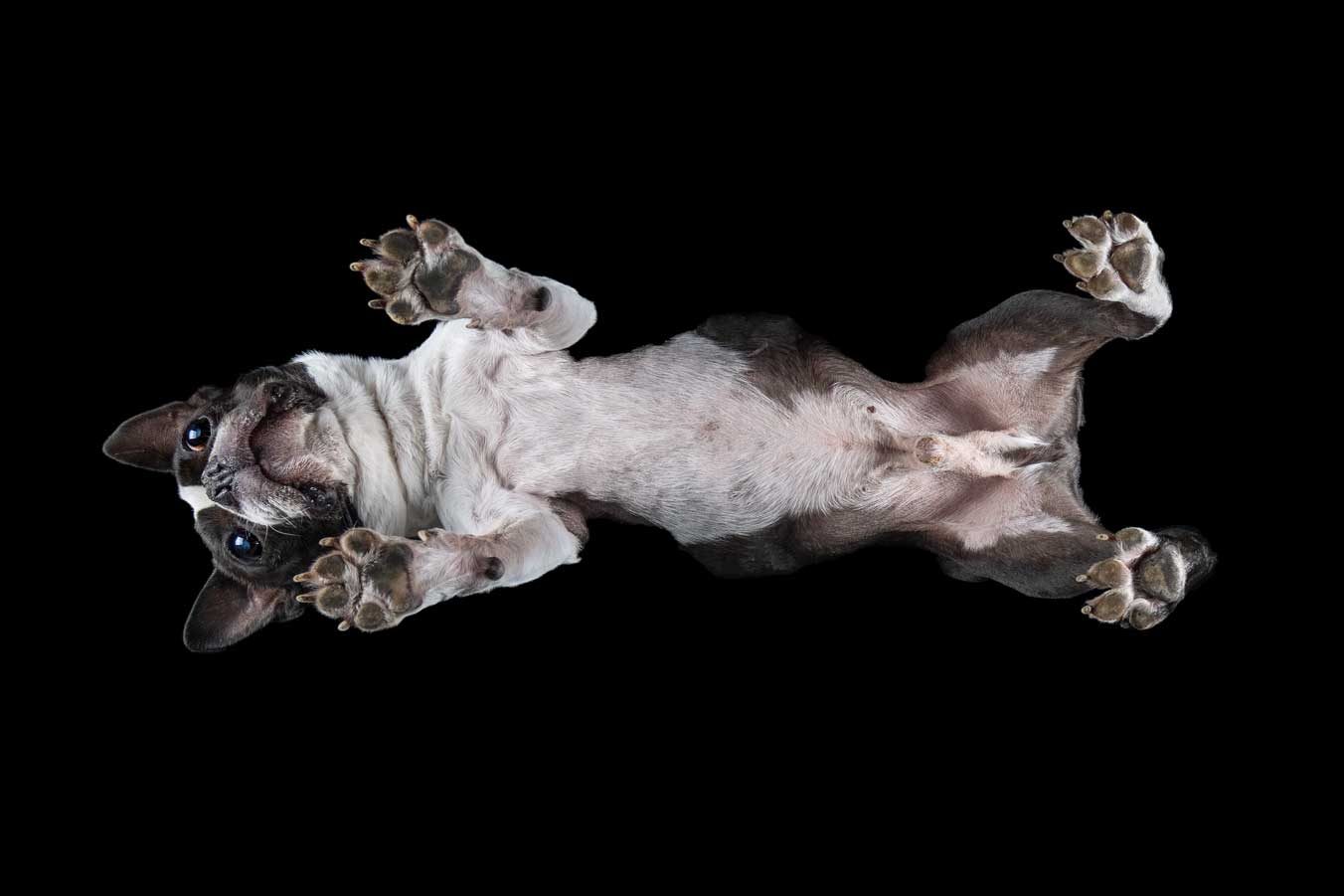 Salisbury Pet Photographer