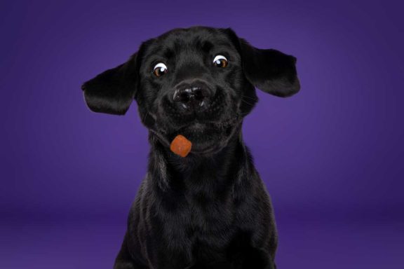 Pet Studio Photography Wiltshire