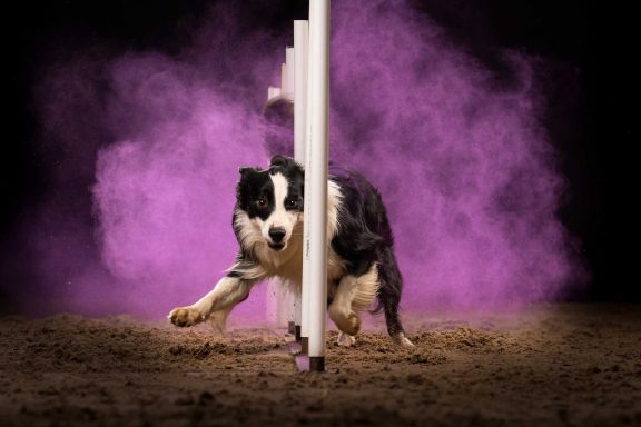 Salisbury Dog Agility Photographer