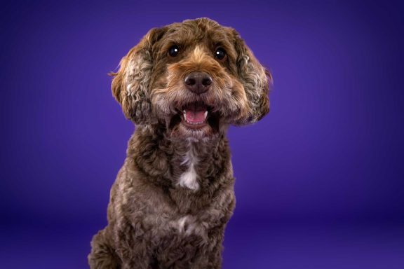 Pet Studio Photography Wiltshire