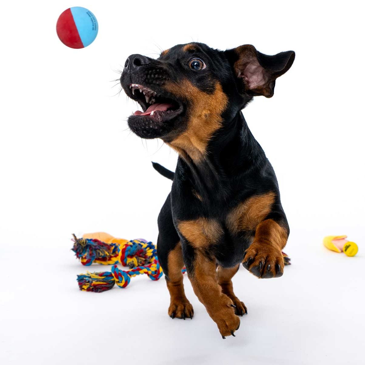 Salisbury Pet Photographer