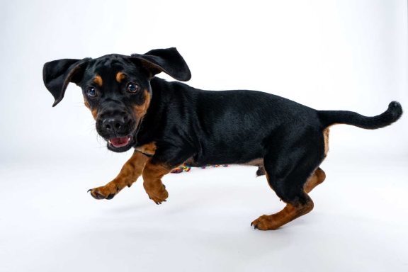 Pet Studio Photography Wiltshire