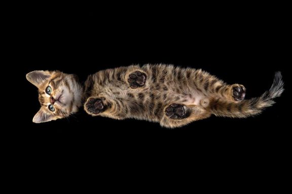 Studio Pet Photography Wiltshire