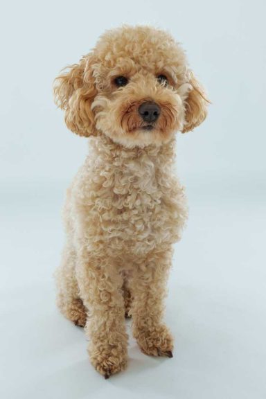 Pet Studio Photography Wiltshire