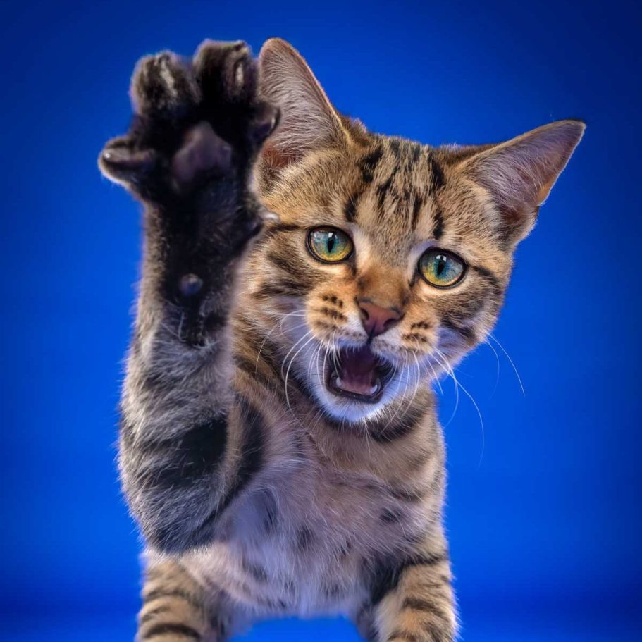 Salisbury Pet Photographer