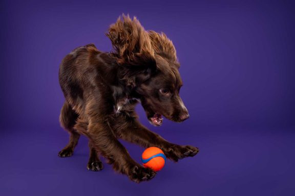 Pet Studio Photography Wiltshire