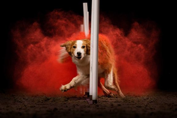 Salisbury Dog Agility Photographer