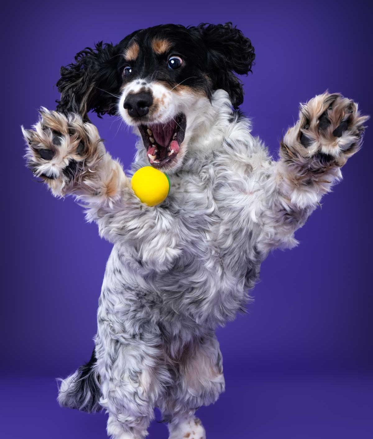 Salisbury Pet Photographer