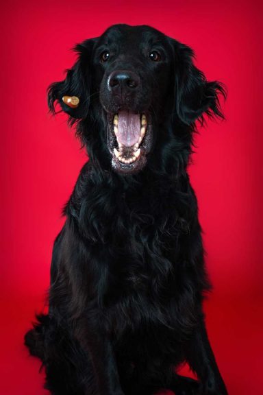 Pet Studio Photography Wiltshire