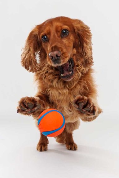 Pet Studio Photography Wiltshire