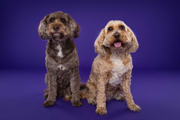 Pet Studio Photography Wiltshire