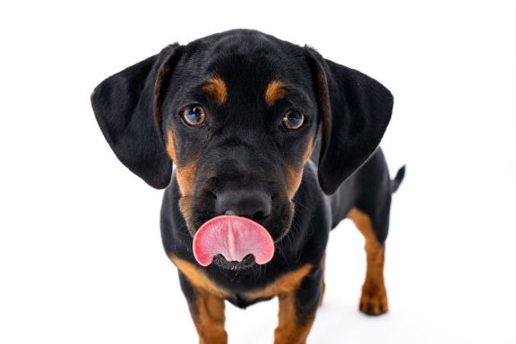 Pet Studio Photography Wiltshire