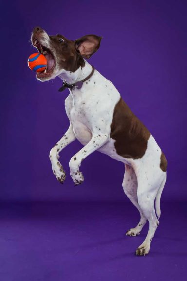 Pet Studio Photography Wiltshire