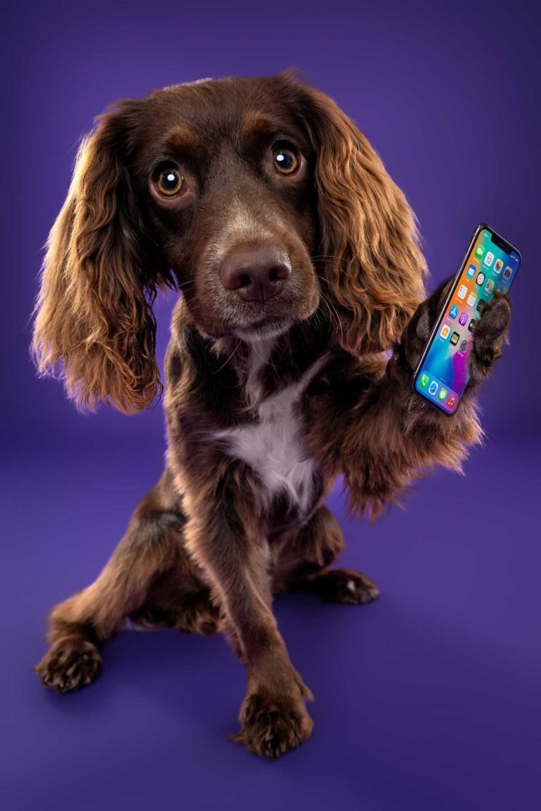 Salisbury Pet Photographer