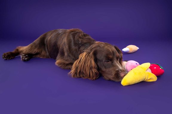 Pet Studio Photography Wiltshire