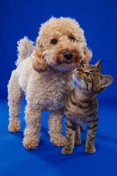 Pet Studio Photography Wiltshire