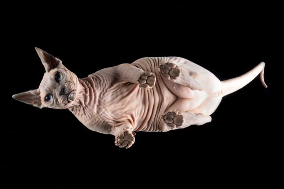 Salisbury Pet Photographer