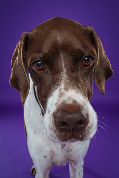 Pet Studio Photography Wiltshire