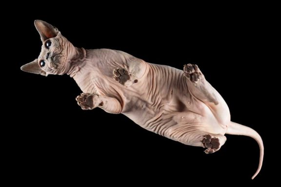 Studio Pet Photography Wiltshire