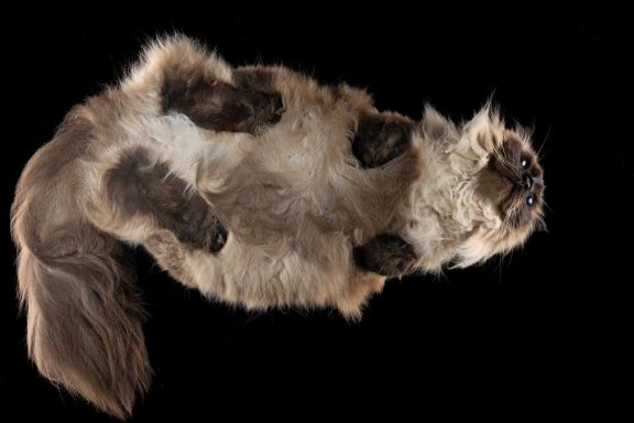 Studio Pet Photography Wiltshire