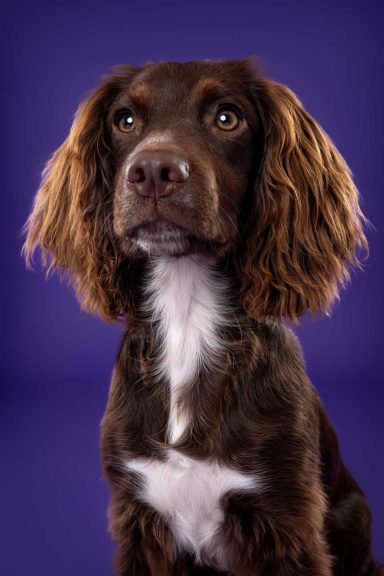Pet Studio Photography Wiltshire