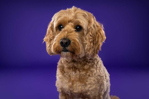 Pet Studio Photography Wiltshire