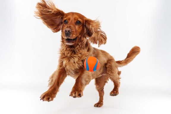 Pet Studio Photography Wiltshire