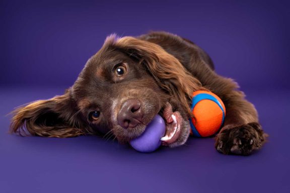 Pet Studio Photography Wiltshire